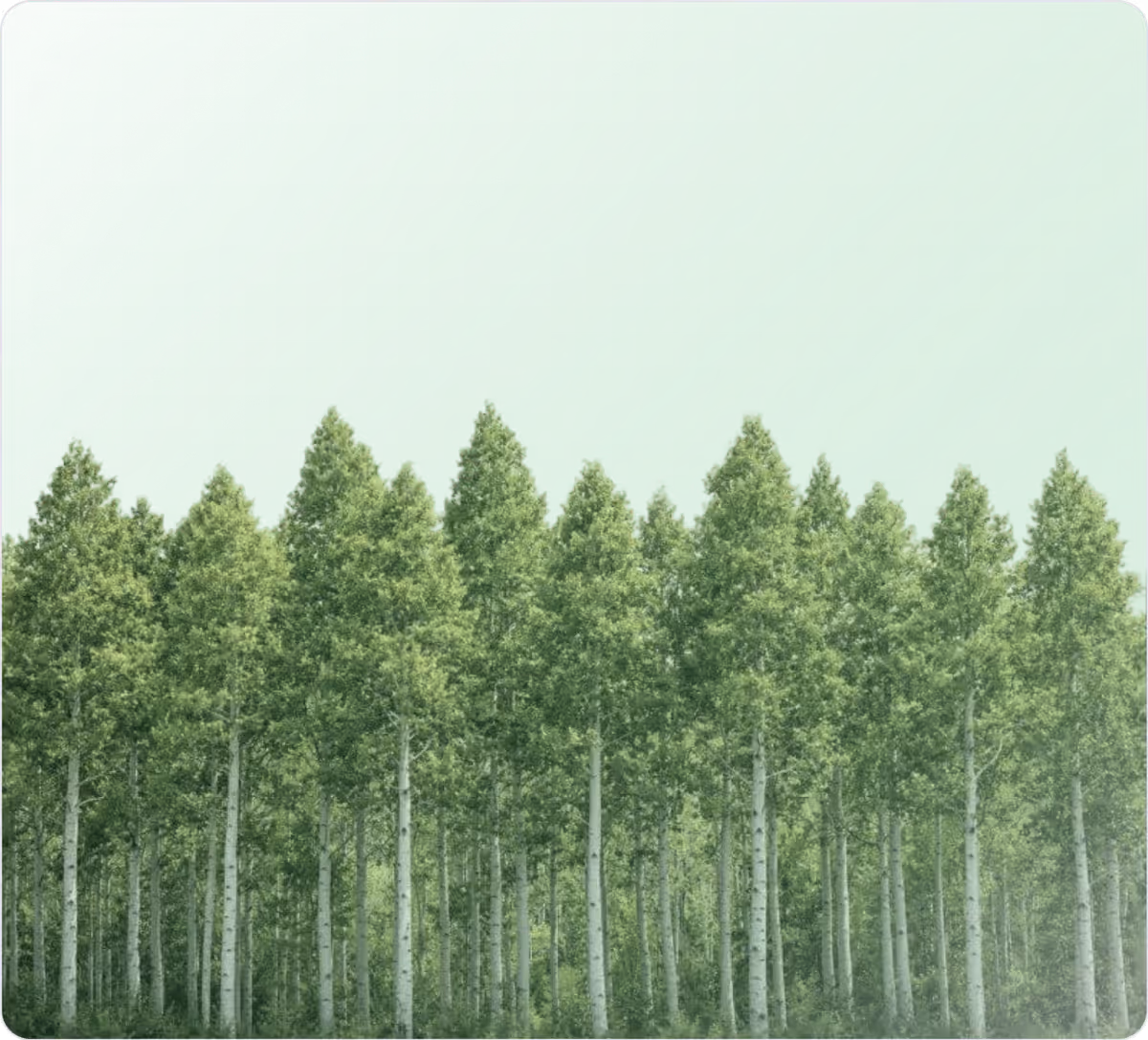 Pando aspen grove